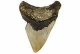 Bargain, Fossil Megalodon Tooth - North Carolina #190649-1